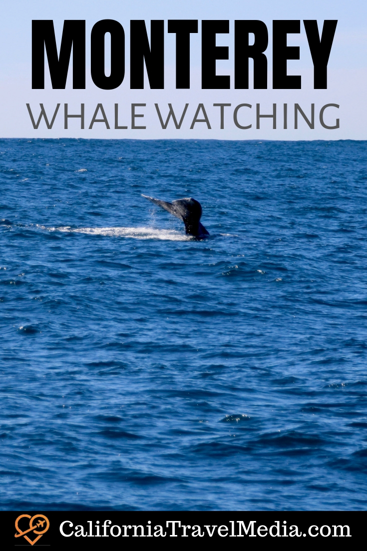 Monterey Whale Watching | Taking a Whale Watching trip from Monterey's Old Fisherman's Wharf #travel #trip #vacation #california #monterey #bay #boat #whale #what-to-do-in #photoraphy #fisherman's-wharf #boats #pier