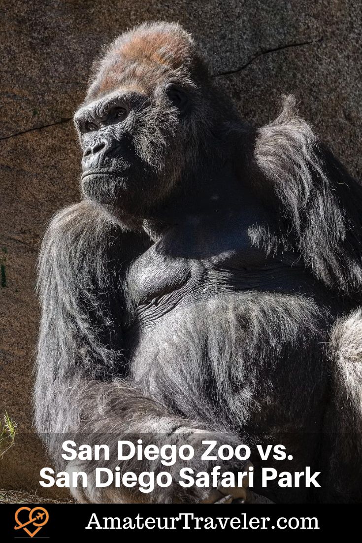 San Diego Zoo vs. San Diego Safari Park #san-deigo #zoo #wild-animal-park #park #things-to-do-in 