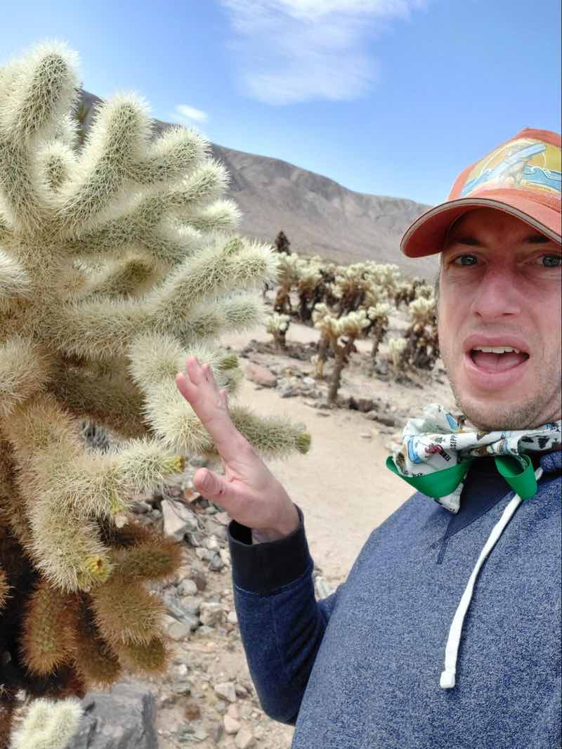 Teddy Bear Cactus