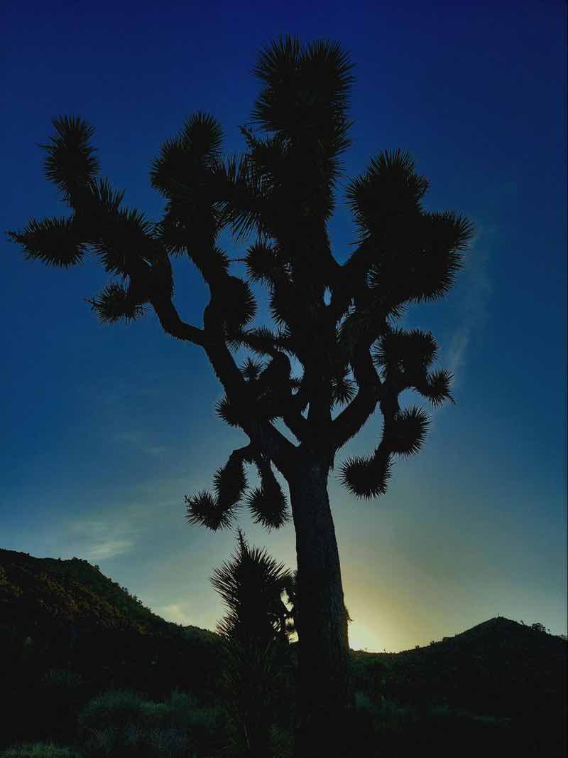 Joshua Tree National Park