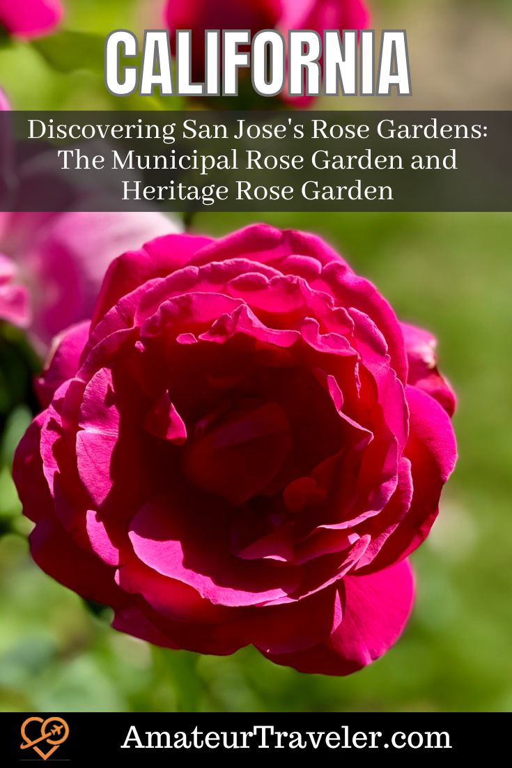 Discovering San Jose's Rose Garden(s): The Municipal Rose Garden and Heritage Rose Garden #sanjose #california #rose #garden #travel #vacation #trip #holiday