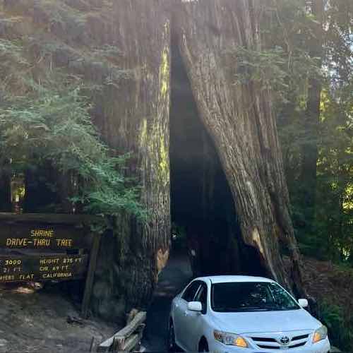 Visiting Humboldt Redwoods State Park: Guide to California’s Majestic Forest