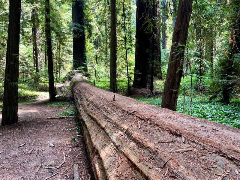 Dyerville Giant - Humboldt Redwoods State Park