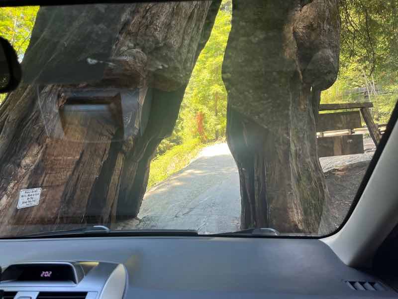 Drive Thru Tree - Humboldt Redwoods State Park