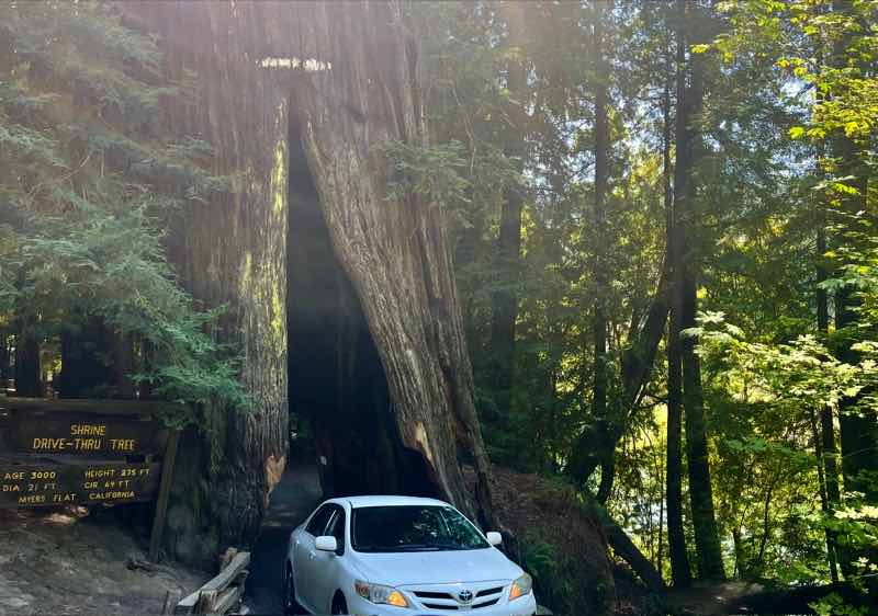 Drive Thru Tree - Humboldt Redwoods State Park