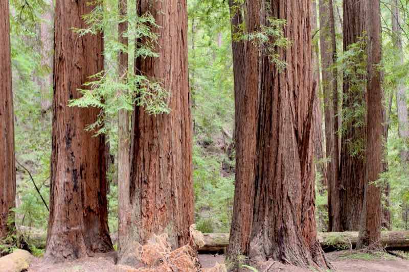 Humboldt Redwoods State Park