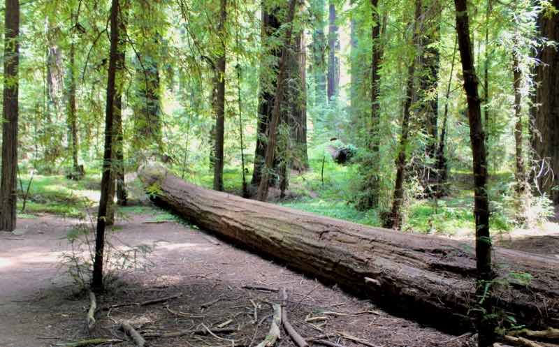 Humboldt Redwoods State Park