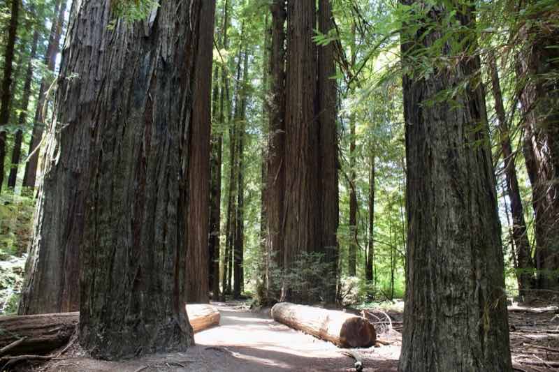 Humboldt Redwoods State Park