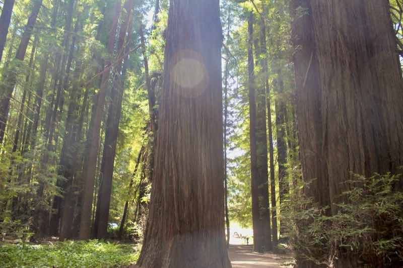 Humboldt Redwoods State Park